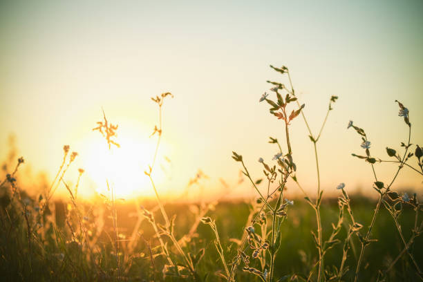 istock summer sunset in the field 1410095380