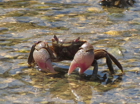 Crabs on the beach.