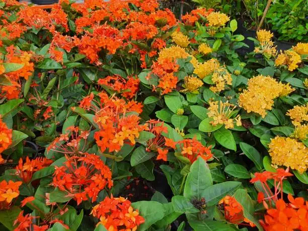 Photo of Ixora a shrub that blooms in bunches, comes in a variety of colors and has medicinal value.