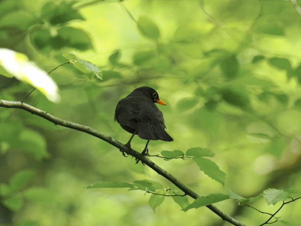 istock Black blackbird in the green beech forest 1410100145