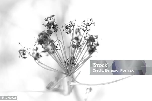 Delicate Wild Flower Black And White Still Life Hanitahazafonil 20220610 Stock Photo - Download Image Now