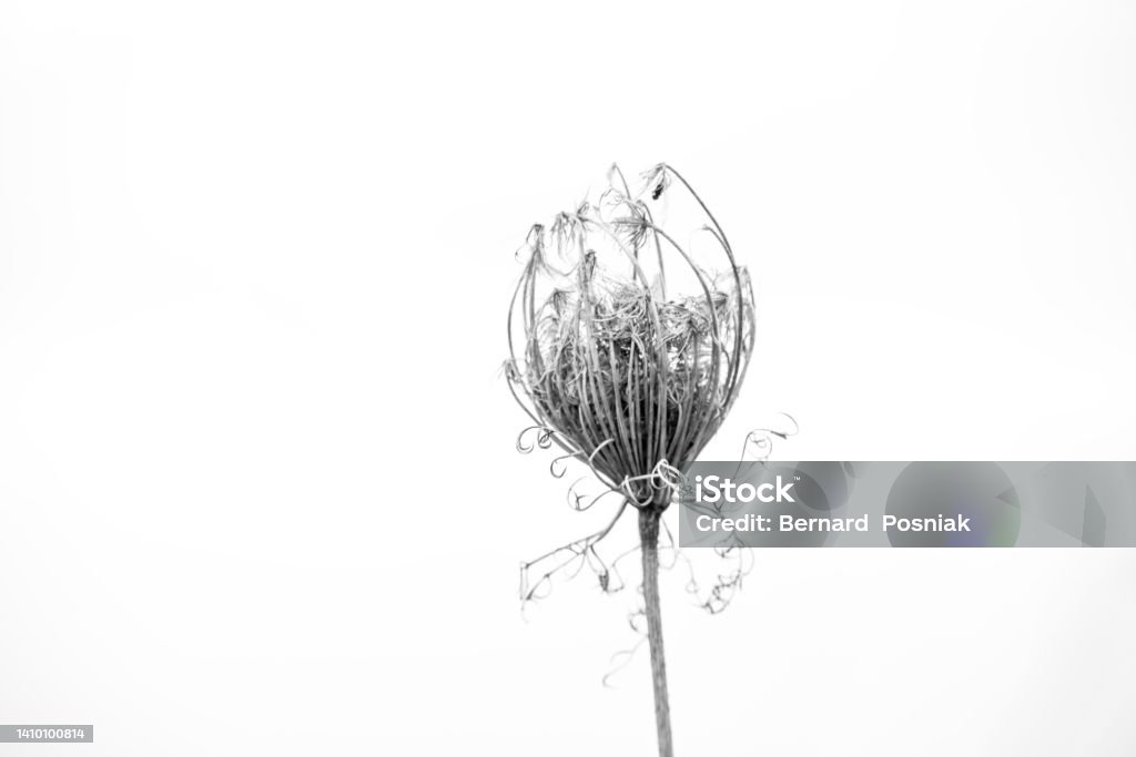 arid wild flower desiccation - zafririm,JD,IL - 2020-11-20 Summer clear fineart black and white landscape minimalist digital high Key Accidents and Disasters Stock Photo