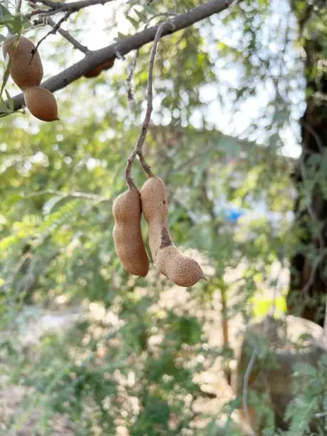 Photo of tamarind tree in nature garden