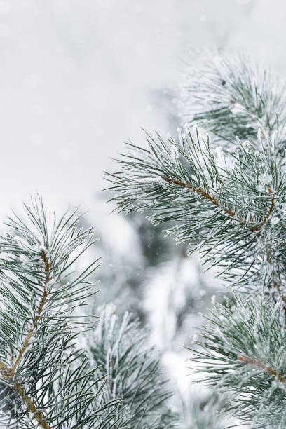 istock Green pine tree branches are covered frost, nature winter natural background, snow coniferous needles close up. Winter vertical backdrop, holiday mood, it is snowing. Soft focus and copy space. 1410102297