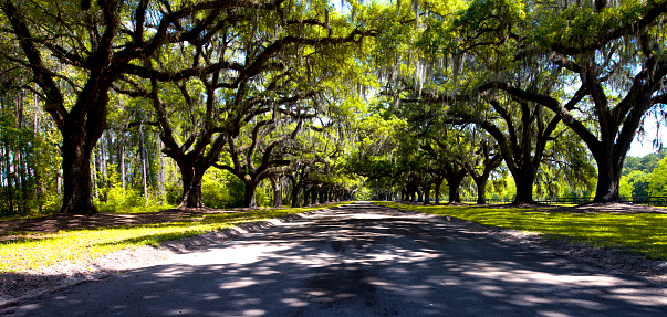 Oak road in plantation, Savannah, Georgia, USA.
