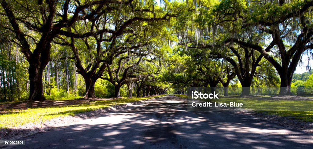 Oak road in Savannah. Oak road in plantation, Savannah, Georgia, USA. Georgia - US State Stock Photo