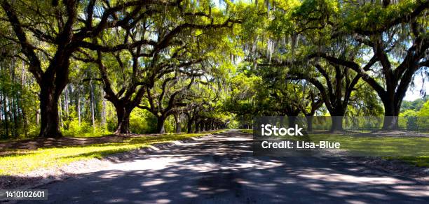 Oak Road In Savannah Stock Photo - Download Image Now - Georgia - US State, Charleston - South Carolina, Horizontal