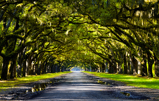 Oak road in plantation, Savannah, Georgia, USA.