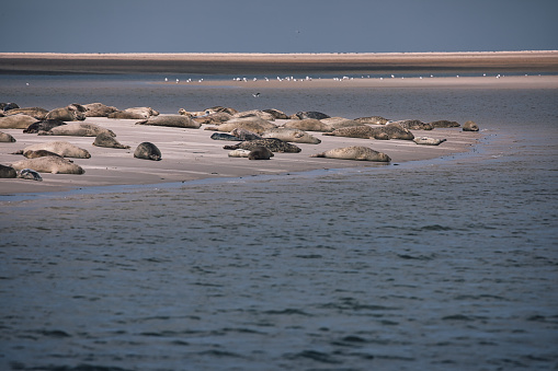 Germany, Pellworm, July 2022: Wild seals on a sandbank