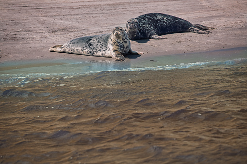 Germany, Pellworm, July 2022: Wild seals on a sandbank