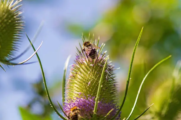 July 2022: Close-up of a Wild Teasel Flower with  insect