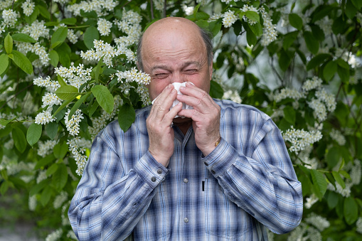 Senior man with allergy sneezing on flower powder during blossom in spring.