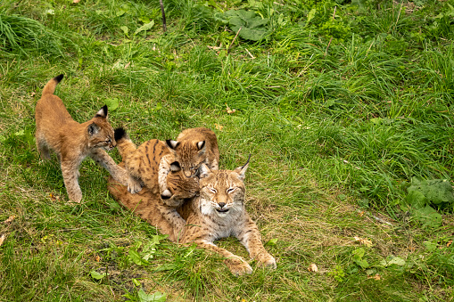 Resting LYNX mother with three kittens in in natural environment. Swedish zoo.