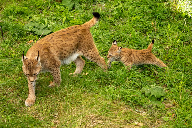 istock Lynx mother with her cute kitten 1410105546