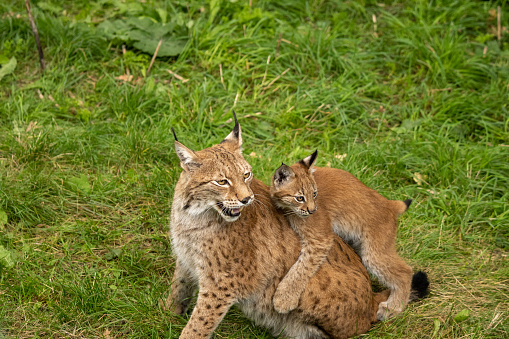 Lynx family mother and baby in nature looking in the same direction at the same time