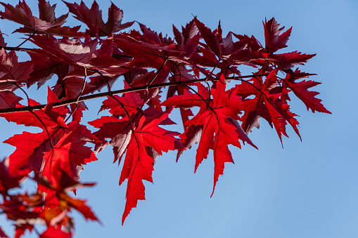 Graceful Acer Palmatum Dissectum in autumn park. Graceful branch of Acer Palmatum Dissectum with red leaves against blue autumn sky. Great plan. Beautiful graceful leaves. Nature concept for design.