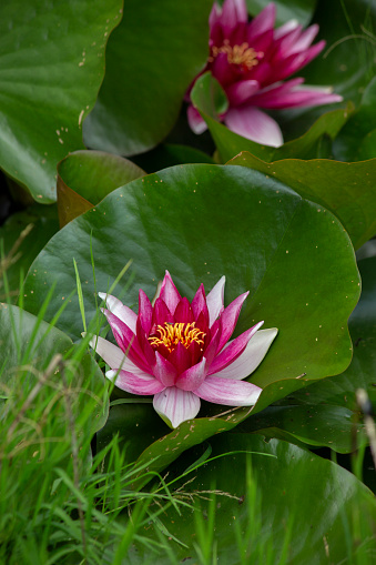 Two pink water lily lotus flowers and green round leaves on a pond. Vertical frame. High quality photo