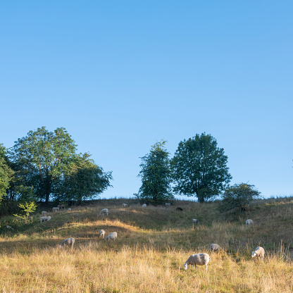 sheep graze on hill in early morning countryside of south limburg in the netherlands under blue summer sky