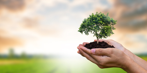 Earth day concept. Close up image of hand holding big trees growing on soil over garden and sky background. Planting trees will help reduce global warming, reduce pollution.