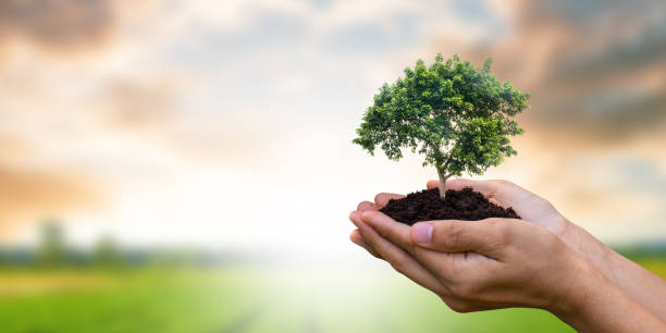 Earth day concept. Close up image of hand holding big trees growing on soil over garden and sky background. Planting trees will help reduce global warming, reduce pollution. stock photo