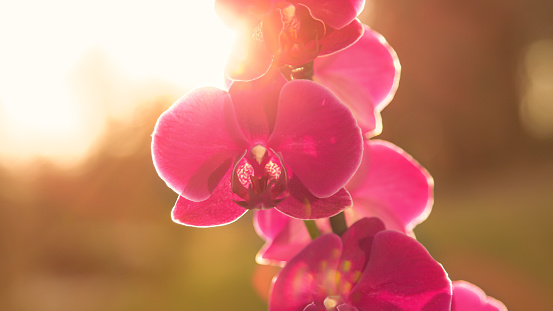 CLOSE UP: Beautiful purple blooming orchid plant in golden light. Sun shining through colourful orchid flowers in living room. Detailed shot of blossoming purple orchid in flattering sunlight.