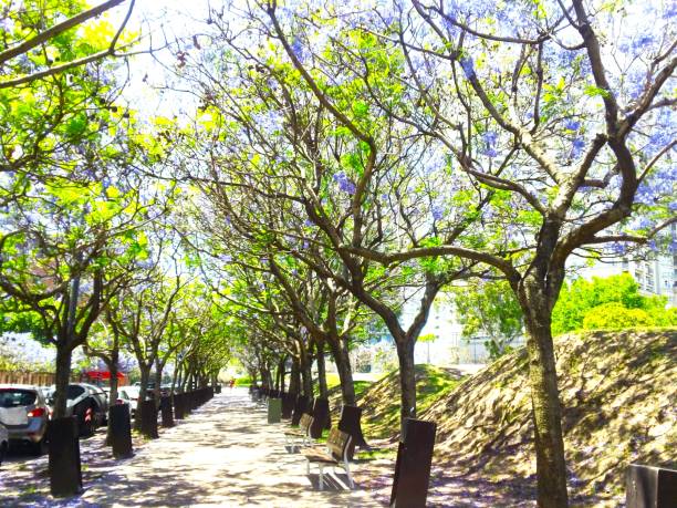 istock Jacaranda flowering trees in Puerto Madero district. 1410107687