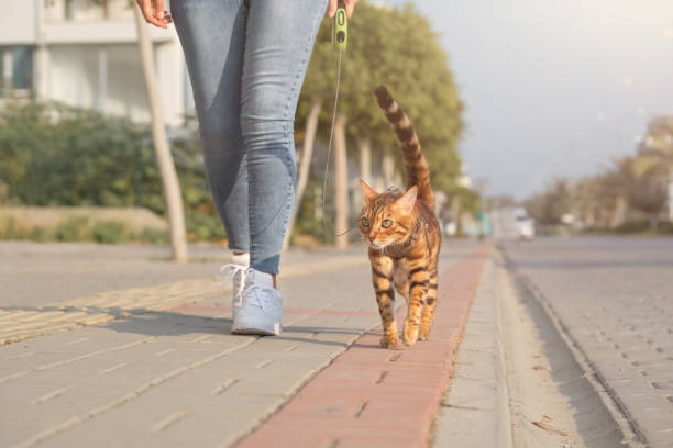 istock A Bengal cat on a leash walks next to a woman on the sidewalk. 1410107777