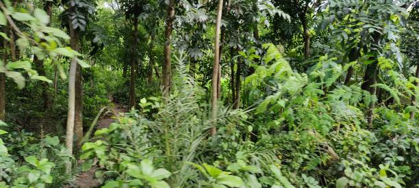 istock Forest.  Trees in the village.  green leaf plant 1410109789