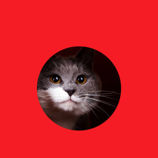 cat standing in front of basket