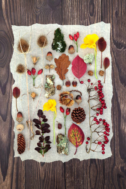 Autumn Nature Study with Flora Fauna and Fruit