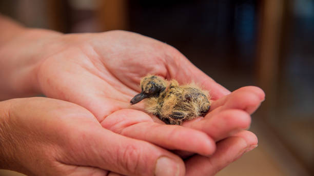istock Breeding of woodpigeon in hands 1410112340