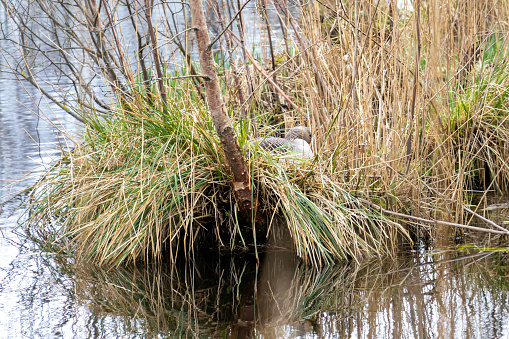 Greylag goose on its nest in De Deelen nature reserve in the province of Friesland of the Netherlands