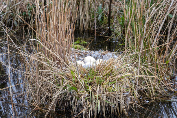 a Swan nesting it's eggs near a river in Germany