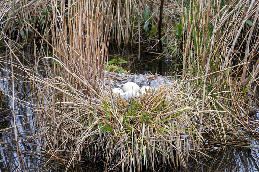 birds photographed in the pond