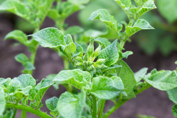 istock Young potatoes with flower buds in the vegetable garden 1410112517
