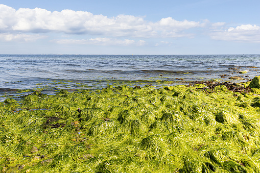 Green seaweed on the shores of the Baltic Sea.