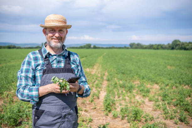 cheerful farmer in alfalfa field. - photography gray hair farmer professional occupation imagens e fotografias de stock