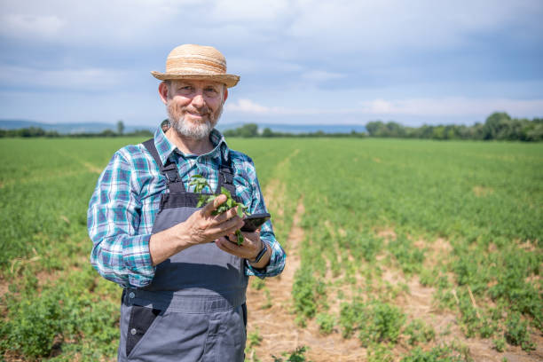 cheerful farmer in alfalfa field. - photography gray hair farmer professional occupation imagens e fotografias de stock