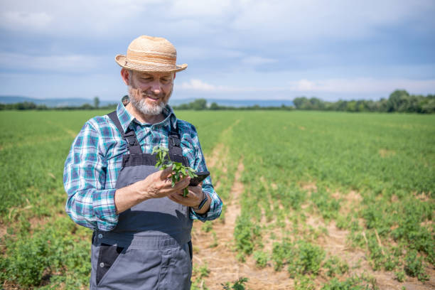 istock Cheerful farmer in alfalfa field. 1410113843