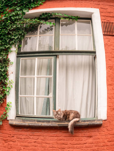 istock Lovely Cat Lying by the Window Sill 1410114126