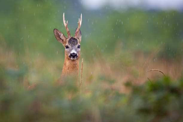 istock Roe deer peeking out of bushes in summer rainstorm 1410114312