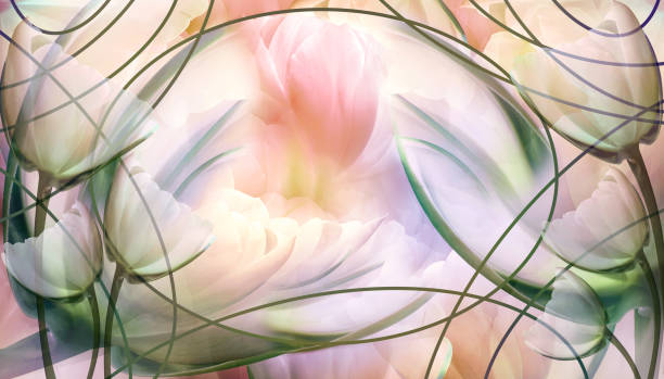 blumen tulpen.  floraler frühlingshintergrund.  blütenblätter tulpen.  nahaufnahme. natur. - tulip blue close up cut flowers stock-fotos und bilder