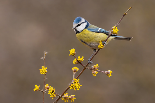 Eurasian blue tit, cyanistes caeruleus, sitting on twig in in spring nature. Colorful bird resting on bough with bloomig flowers. Yellow feathered animal with turquoise head looking form branch.