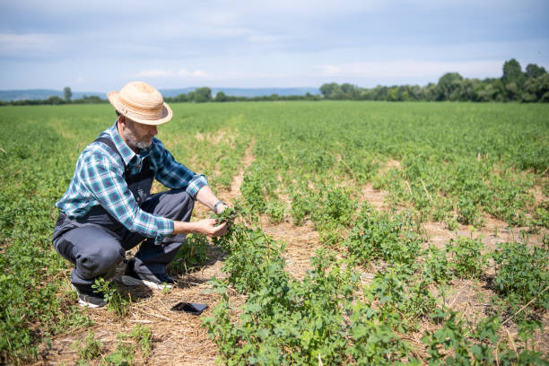 farmer in alfalfa field. - photography gray hair farmer professional occupation imagens e fotografias de stock