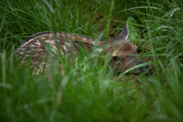 istock Young red deer lying on green meadow in summertime 1410114466