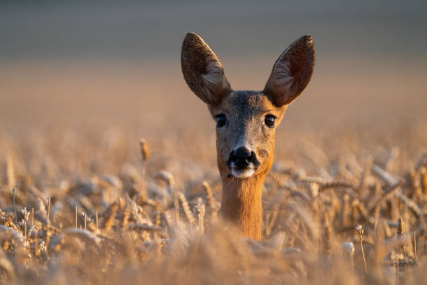 istock Roe deer doe peeking from wheat on a field in summer 1410114478