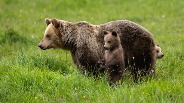 istock Brown bear with small juveniles observing on grassland. 1410114750