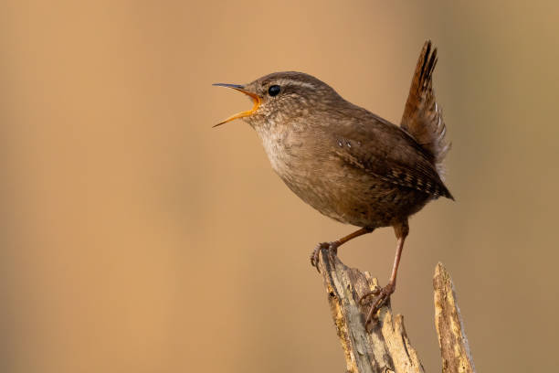 istock Eurasian wren singing on stump in spring with copy space 1410115423