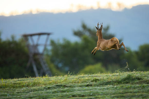 concepto de caza de corzos en la naturaleza desde un alto stand - ciervo corzo fotografías e imágenes de stock