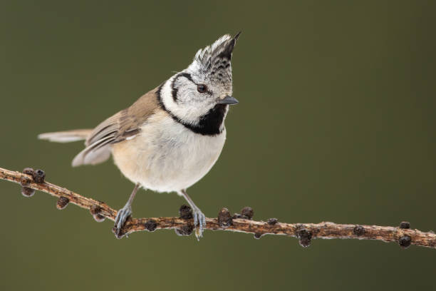 istock Crested tit sitting on twig in spring nature with copy space 1410115903